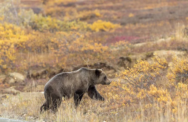 Oso Pardo Otoño Parque Nacional Denali Alaska —  Fotos de Stock