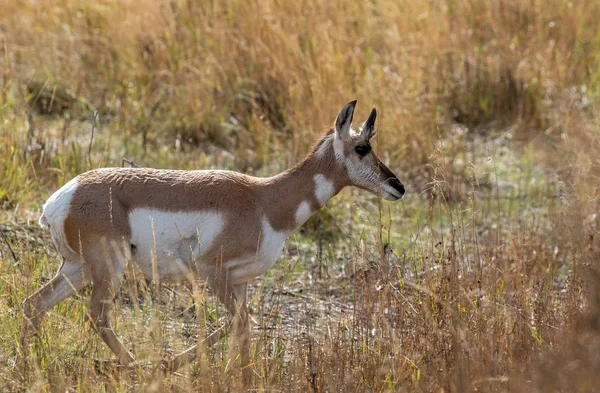 Une Antilope Pronghorn Automne Dans Wyoming — Photo