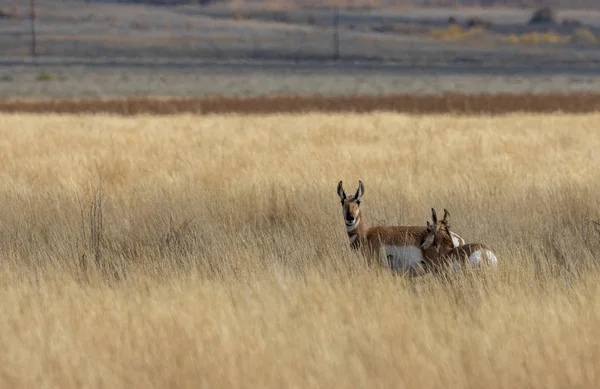 Una Cerva Antilope Pronghorn Autunno Nel Wyoming — Foto Stock