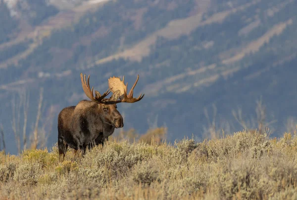 Een Stier Eland Herfst Wyoming — Stockfoto
