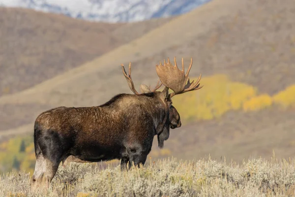 Bull Moose Autumn Wyoming — Stock Photo, Image