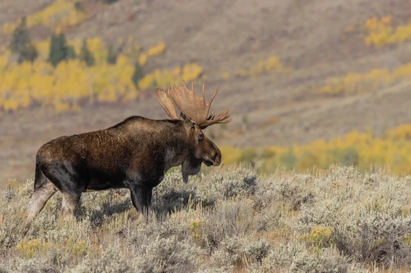Wyoming 'de sonbaharda bir geyik.