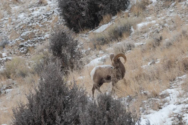 a rocky mountain bighorn sheep ram in Wyoming in winter