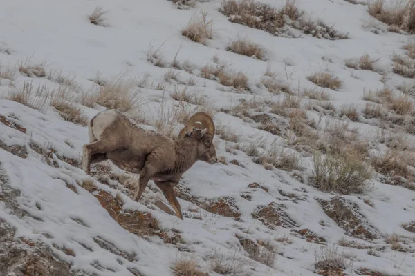 a bighorn sheep ram in winter in Wyoming