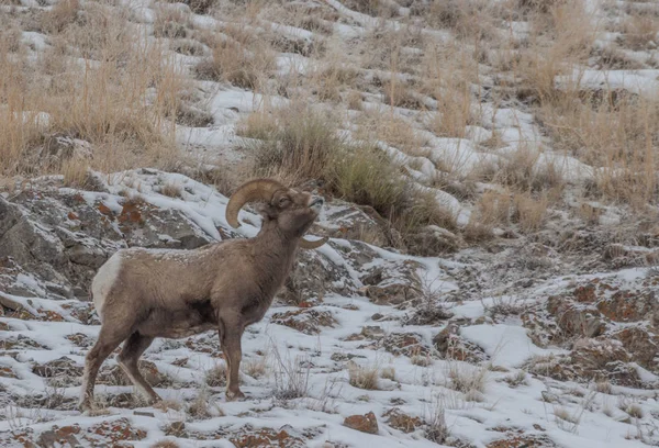 Bélier Mouflon Hiver Dans Wyoming — Photo