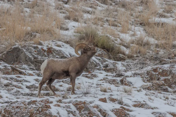 Bélier Mouflon Hiver Dans Wyoming — Photo