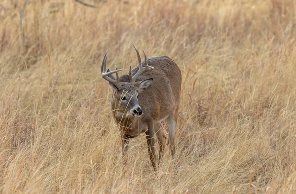 Een Hert Van Een Buck Whitetail Tijdens Herfstsleur Colorado — Stockfoto