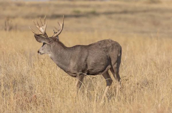 Ciervo Mula Buck Durante Rutina Otoño Colorado —  Fotos de Stock