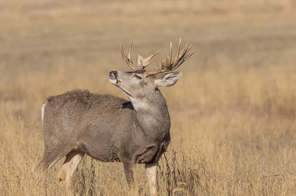 Ciervo Mula Buck Durante Rutina Otoño Colorado —  Fotos de Stock