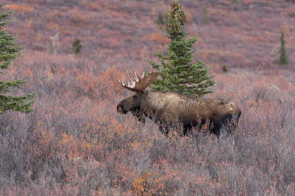 Alaska Yukon Bull Moose Autumn Denali National Park — Stock Photo, Image