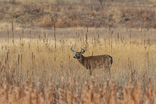 Barril Veado Whitetail Durante Rotina Outono Colorado — Fotografia de Stock