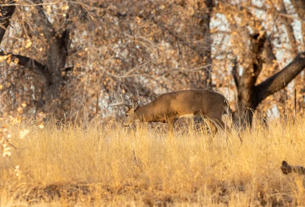 Whitetail Rådjur Bock Hösten Rut Colorado — Stockfoto