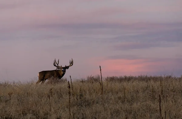 Mule Deer Buck Sunrise Fall Rut Colorado — Stock Photo, Image