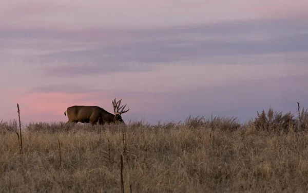 Mule Deer Buck Sunrise Fall Rut Colorado — 스톡 사진