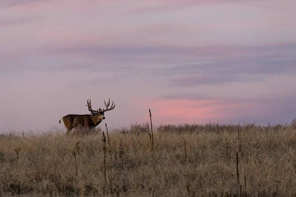 Mule Deer Buck Sunrise Fall Rut Colorado — 스톡 사진