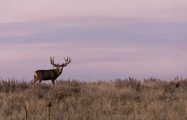 Mule Deer Buck Sunrise Fall Rut Colorado — 스톡 사진