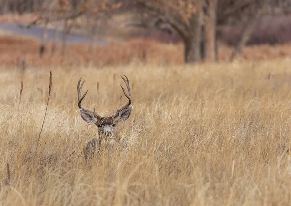 Een Ezel Hert Bok Tijdens Herfst Bronst Colorado — Stockfoto