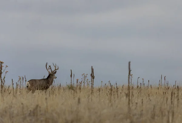 a mule deer buck during the fall rut in Colorado