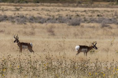 Utah çölünde sonbaharda boynuzlu antiloplar avlanır.