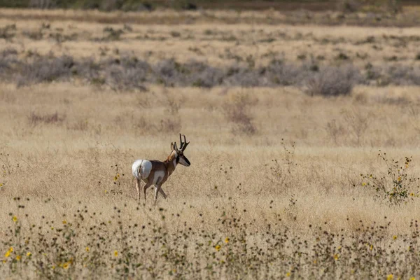 Antílope Cuerno Saúco Otoño Desierto Utah —  Fotos de Stock