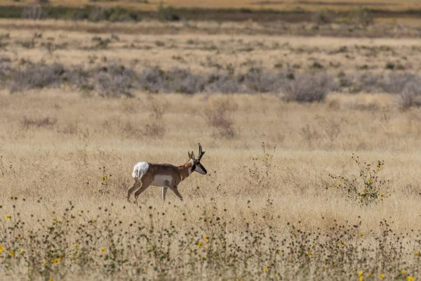 Pronghorn Antilopen Bok Herfst Utah Woestijn — Stockfoto