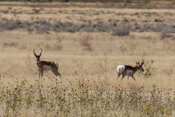 Pronghorn Αντιλόπη Δολάρια Φθινόπωρο Στην Έρημο Της Γιούτα — Φωτογραφία Αρχείου