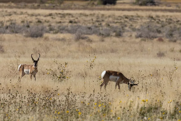 Pronghorn Αντιλόπη Δολάρια Φθινόπωρο Στην Έρημο Της Γιούτα — Φωτογραφία Αρχείου