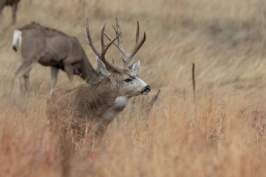 Sonbahar monotonluğu sırasında Colorado 'da bir geyik.