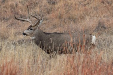 Sonbahar monotonluğu sırasında Colorado 'da bir geyik.
