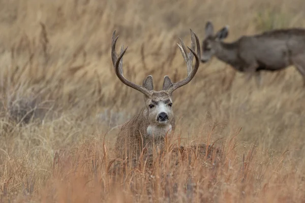 Ciervo Mula Buck Colorado Durante Rutina Otoño —  Fotos de Stock