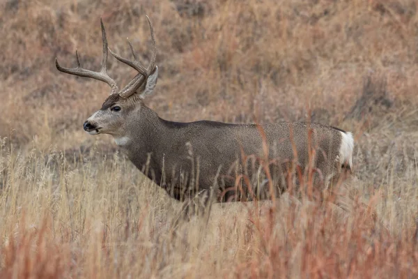 Een Ezelhert Colorado Tijdens Herfstsleur — Stockfoto