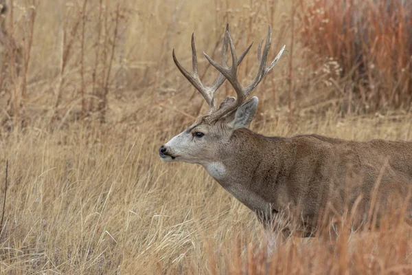 Buck Mule Deer Colorado Fall Rut — Stock Photo, Image