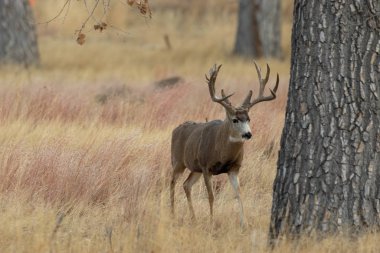 Sonbahar monotonluğu sırasında Colorado 'da bir geyik.