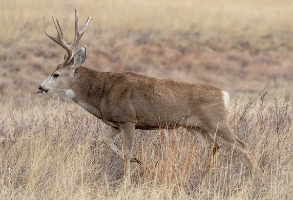 Ciervo Mula Buck Colorado Durante Rutina Otoño —  Fotos de Stock