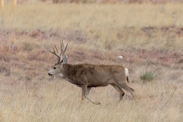 Ciervo Mula Buck Colorado Durante Rutina Otoño —  Fotos de Stock