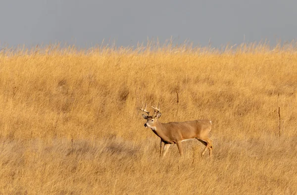 Buck Whitetail Deer Fall Rut — 스톡 사진