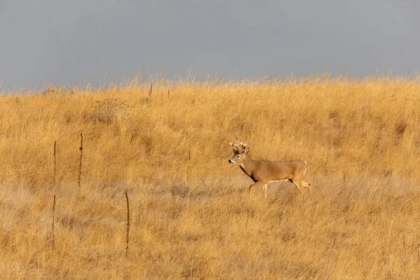 Een Buck Witstaart Hert Tijdens Herfst Bronst — Stockfoto