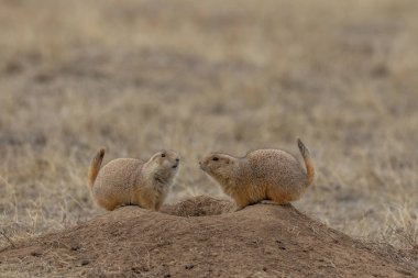 Bir çift çayır köpeği yuvada etkileşime giriyor.
