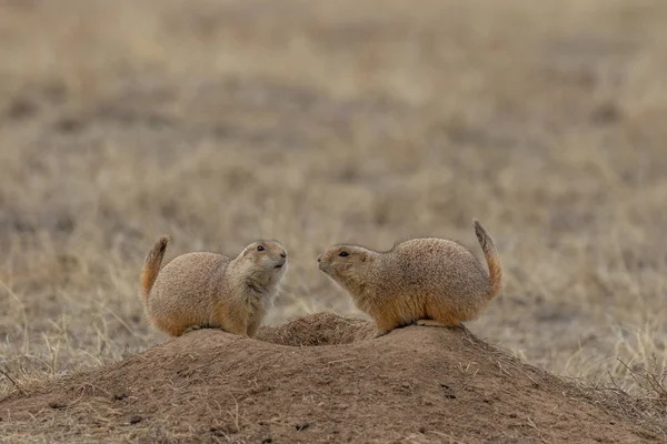 Pair Prairie Dogs Interacting Burrow — 스톡 사진
