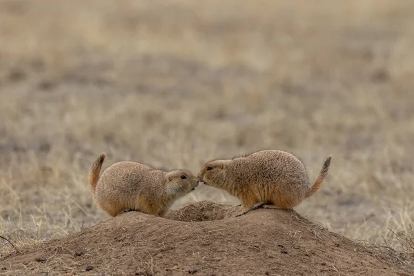 Par Perros Pradera Interactuando Una Madriguera — Foto de Stock