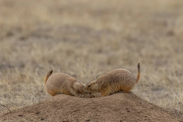 Pair Prairie Dogs Interacting Burrow — Stock Photo, Image