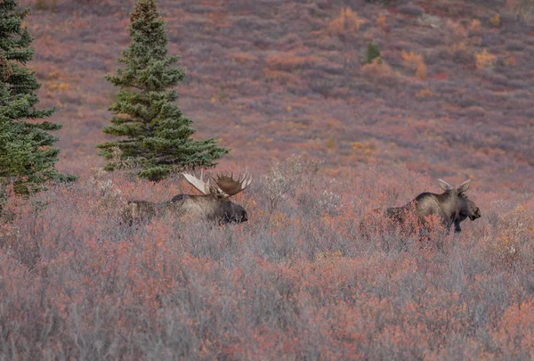 Alaska Yukon Bulle Und Kuh Elch Während Der Herbsttracht Denali — Stockfoto