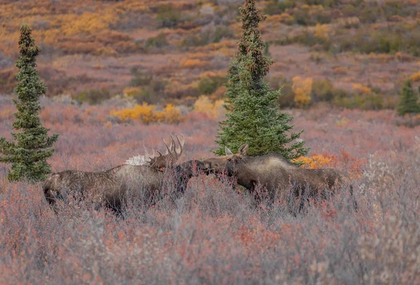 Alaska Yukon Bulle Und Kuh Elch Während Der Herbsttracht Denali — Stockfoto