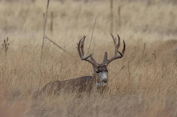 Mulo Cervo Buck Durante Carreggiata Autunnale Colorado — Foto Stock