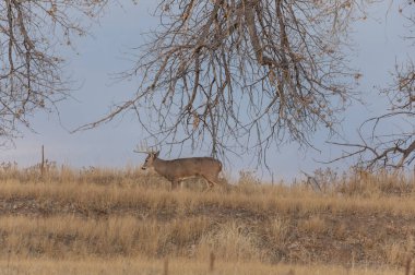 Colorado 'daki sonbahar monotonluğu sırasında bir beyaz kuyruklu geyik geyiği.