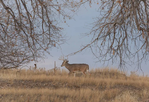 Ein Weißnagel Rehbock Während Der Herbstjagd Colorado — Stockfoto