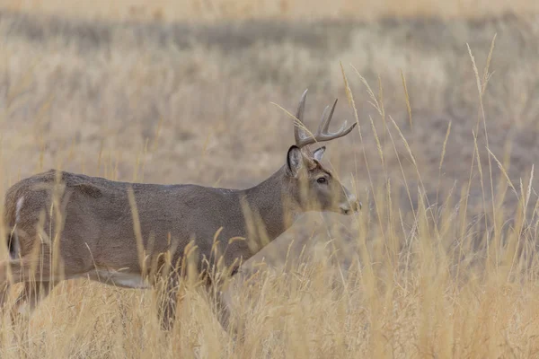 Barril Veado Whitetail Colorado Durante Rotina Outono — Fotografia de Stock