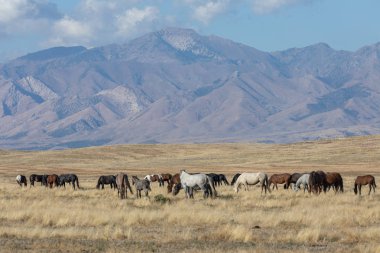 Utah çölünde sonbaharda vahşi atlar