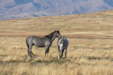 Utah çölünde sonbaharda vahşi atlar