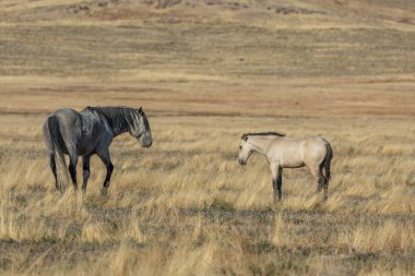 Utah çölünde sonbaharda vahşi atlar